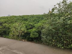 -深圳湾公园(南山区)