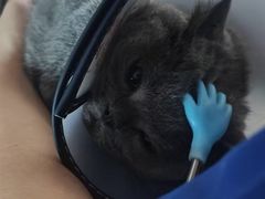 -博特宠物医院24h犬猫全科.骨科·异宠