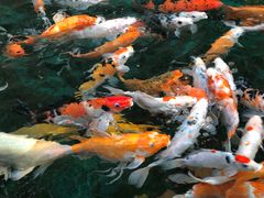 -西双版纳原始森林公园