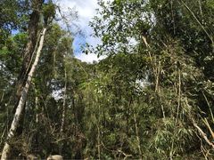 吊罗山国家森林公园-海南热带雨林国家公园吊罗山景区