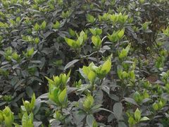 -三圣花乡旅游区