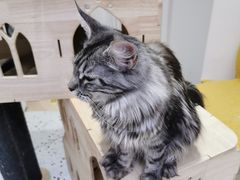 -Umiao与猫咖啡 猫咖