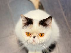 -猫色咖啡·猫咖