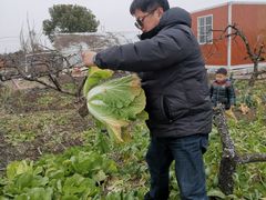 -樂桃源奉贤黄桃种植采摘基地