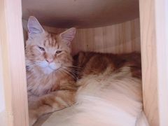 -Heymao猫咖.咖啡厅(东门店)