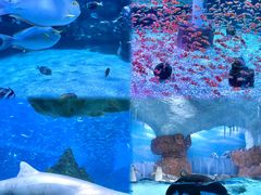 -海合安成都极地海洋公园