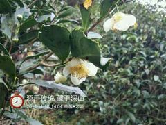 android_upload_pic-益茗阁·品茗·玩壶·赏石