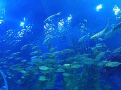 -芜湖新华联大白鲸海洋公园