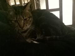 -猫的天空之城概念书店(苏州平江店)