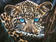 -罗红摄影艺术馆