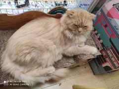 -猫咪派对(江南西店)