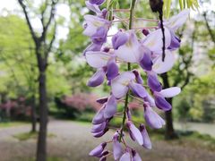 -嘉定紫藤园
