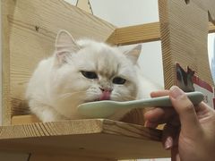 -滚猫咖啡·猫咖·猫友好撸猫(未来城店)