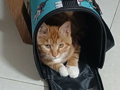 -纳吉亚猫专科动物诊疗中心(蒋宅口分院)