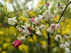 -南汇桃花村