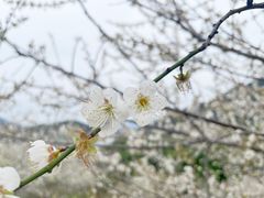 -广州市流溪河国家森林公园