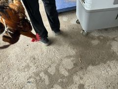 -马陆小张葡萄园农家乐