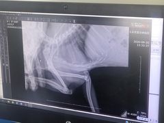 -北京观赏动物医院·24小时大型综合·猫专科·异宠专科