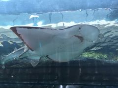 -悉尼海洋生物水族馆