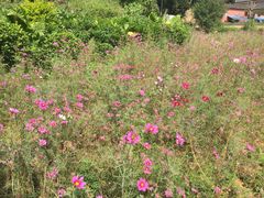-青芝山风景名胜区