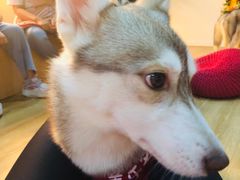 -Husky Go! 哈士奇体验馆·宠物咖啡厅狗咖