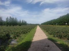 -上海长兴岛郊野公园