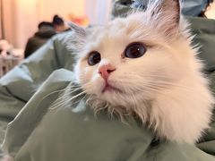 -团子家猫咪猫咖馆·柯基·柯尔鸭