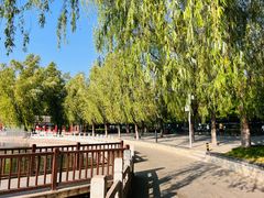 -莲花池公园