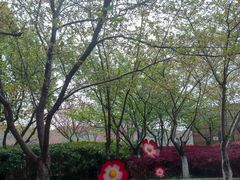 -高东镇樱花园