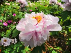 -洛阳市隋唐城遗址植物园