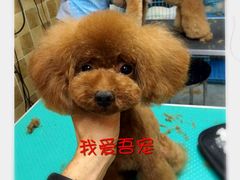 -我爱吾宠宠物美容院(朝阳路店)