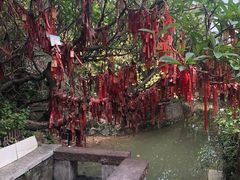 -小洲村