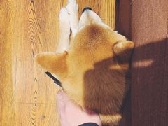 -柴务处·柴犬主题狗咖