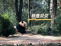 -中国大熊猫保护研究中心雅安碧峰峡基地