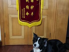 -申普宠物医院·眼科·心内科·影像科(普陀分院)