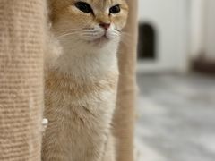 -楼上猫咖(罗湖店)