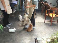 -喵屿·大理花园猫咖