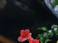 -老门东历史文化街区