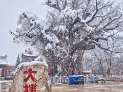 -大槐树寻根祭祖园