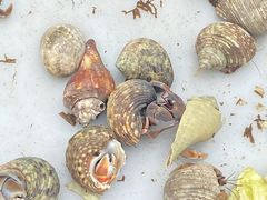 -青石桥花鸟鱼虫市场(叠翠城店)