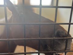 -北京群众马术培训基地