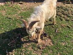 -欣宠猫屋·矮脚拿破仑·蓝金金渐层