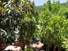 -桃源山庄·水蜜桃采摘·柴火鸡·烧烤团建(龙泉山店)