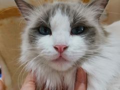 -藏猫猫咖啡主题馆(中央大道店)