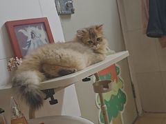 -瑞鹏宠物医院·骨科·猫科·内科(第一中心)