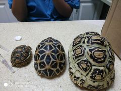 -安安宠医·安宠宠物医院