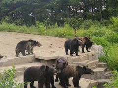 -沈阳森林动物园