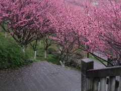 -万县面馆(高笋塘店)