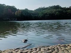 -深圳仙湖植物园-停车场