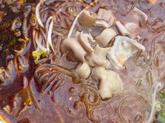 -王记老幺肥肠粉